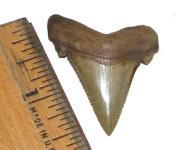 Pristine Angustidens Shark Tooth